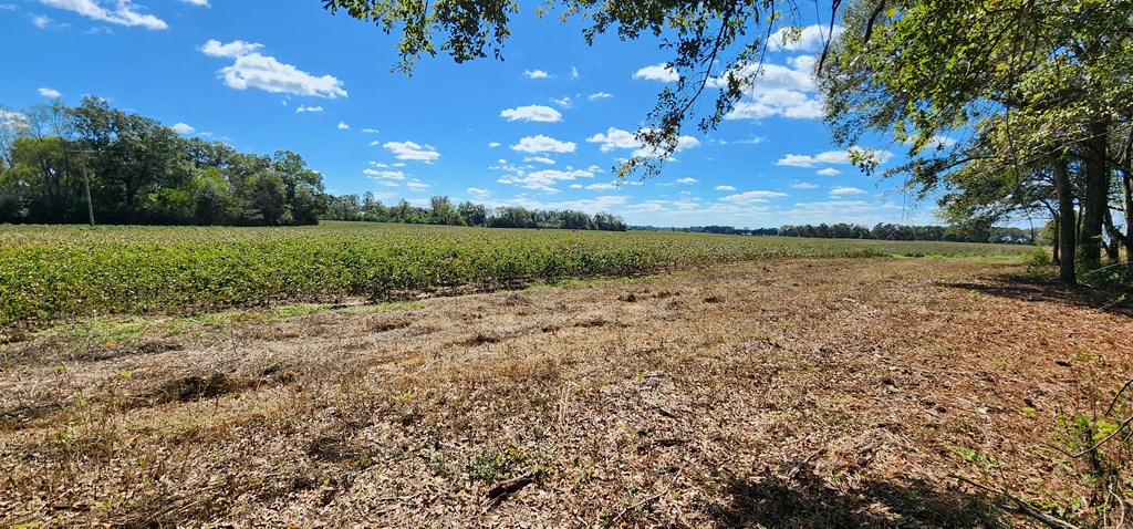 92 County Road 92 Slocomb, AL 36375 - Photo 4 of 32