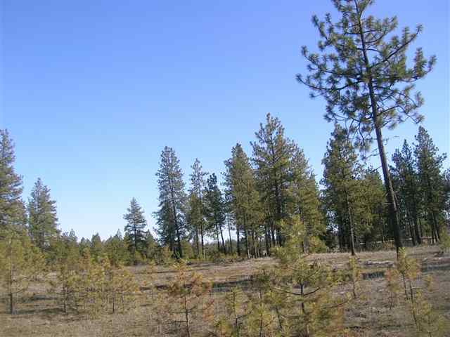 12925 South Short Road Spokane, WA 99224 - Photo 4 of 4