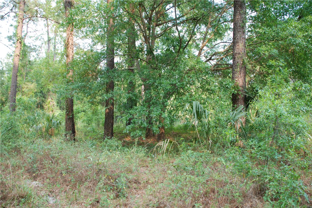 3-acres Lake Hampton Road Hilliard, FL 32046 - Photo 4 of 13 Gallery Image 4