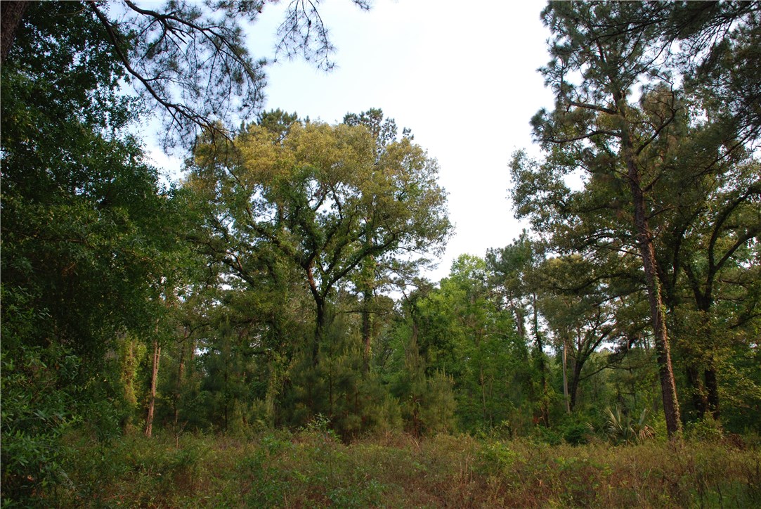 3-acres Lake Hampton Road Hilliard, FL 32046 - Photo 7 of 13 Gallery Image 7