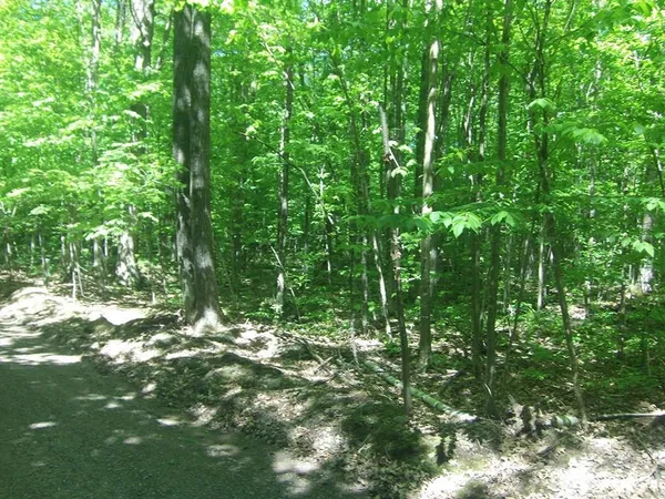 $24,900 | 4.85-acres 4.85-acres Joes Road, Conrath, WI 54731