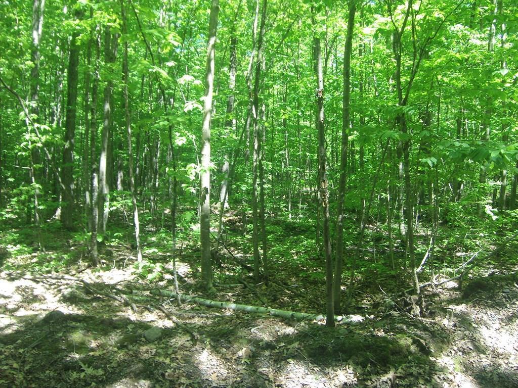 4.85-acres 4.85-acres Joes Road Conrath, WI 54731 - Photo 4 of 5