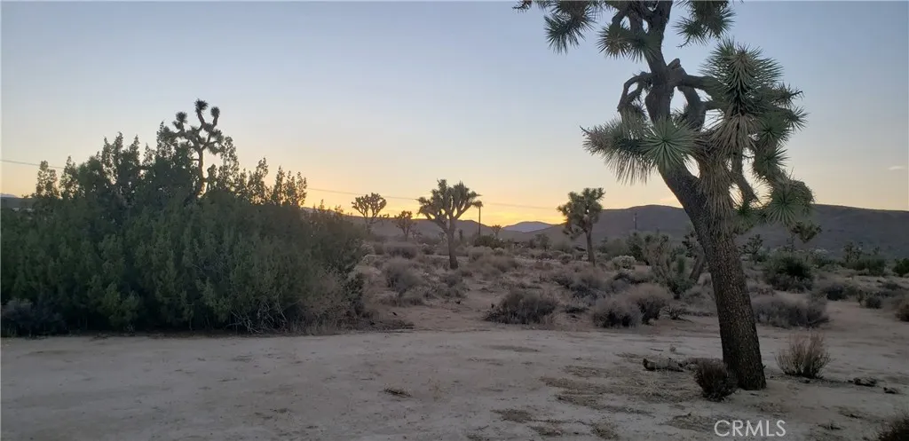 1234 Canton Street Yucca Valley, CA 92284 - Photo 1 of 27 a view of a dry yard with trees