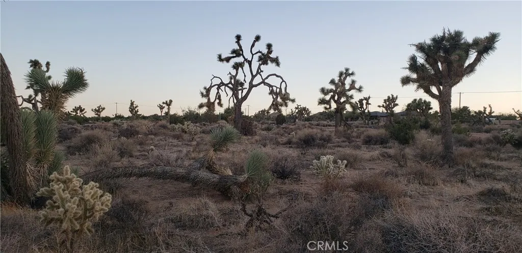 1234 Canton Street Yucca Valley, CA 92284 - Photo 11 of 27 a view of a bunch of trees