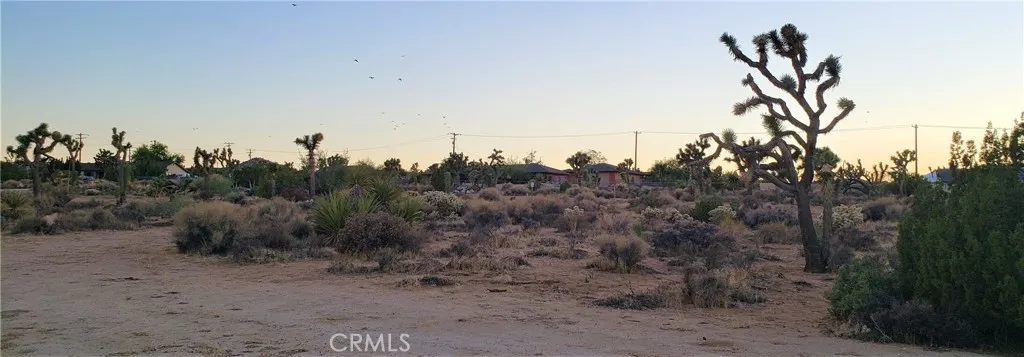 1234 Canton Street Yucca Valley, CA 92284 - Photo 12 of 27 a view of a dry yard with trees in the background