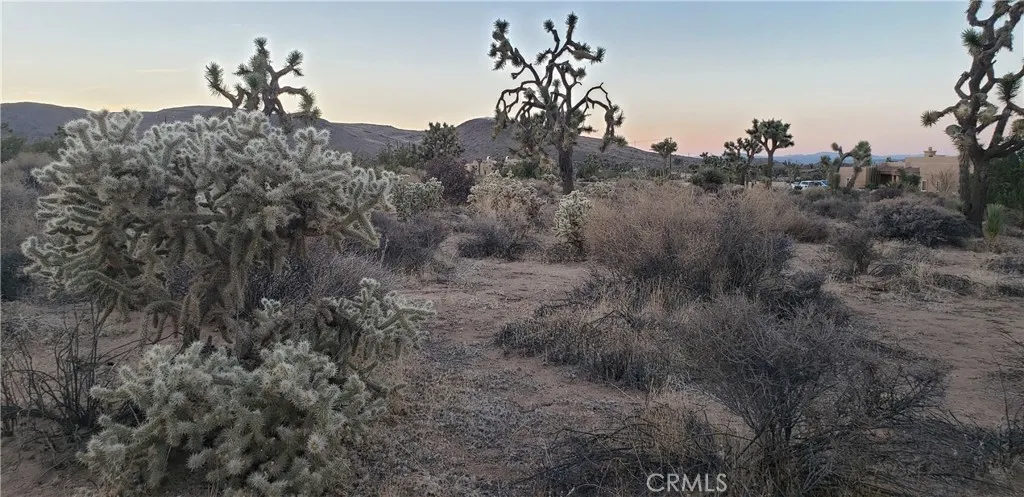 1234 Canton Street Yucca Valley, CA 92284 - Photo 13 of 27 a view of a bunch of trees in a field