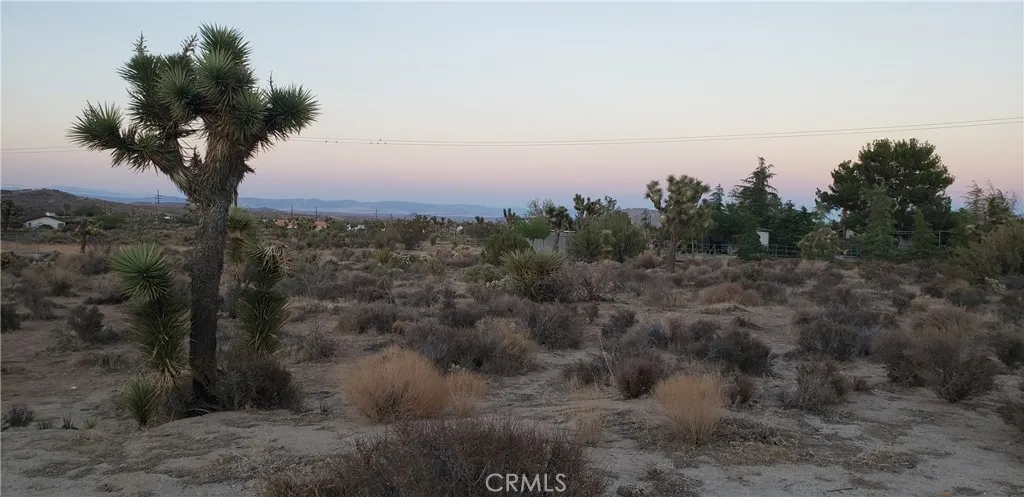 1234 Canton Street Yucca Valley, CA 92284 - Photo 8 of 27 a view of a yard with a tree