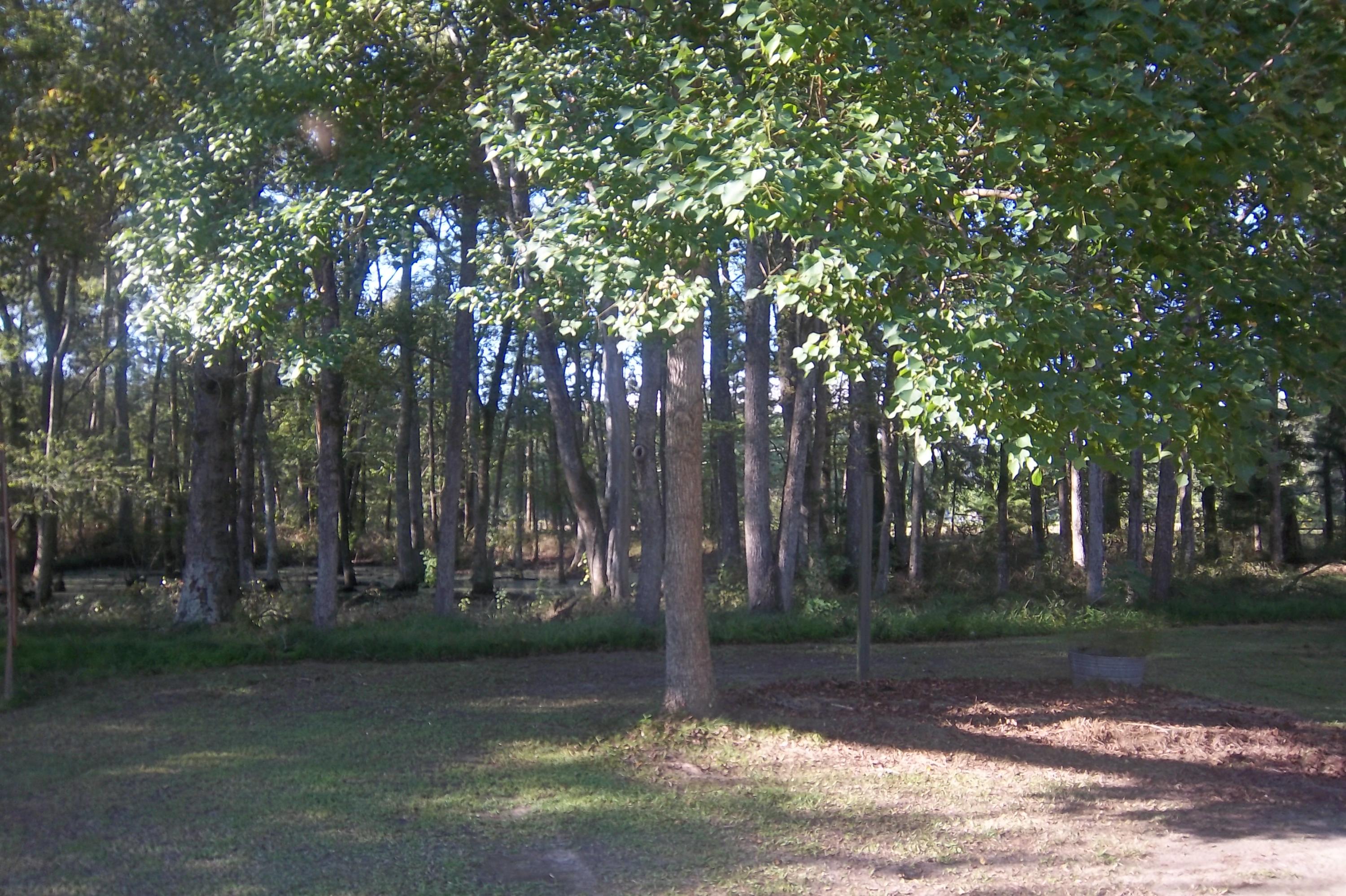 416 Sullivans Ferry Road Cottageville, SC 29435 - Photo 41 of 48 Side Buffer of Wet Weather Pond