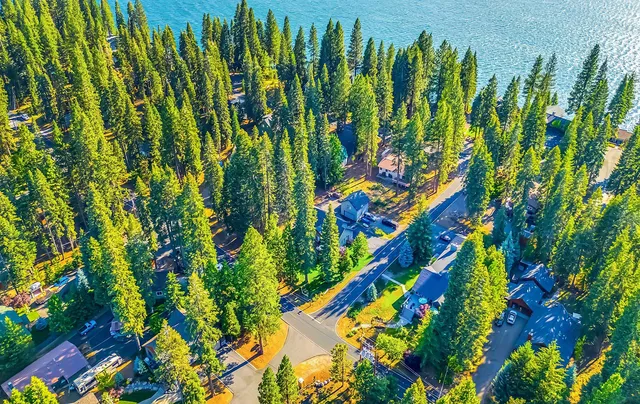 a view of banana tree