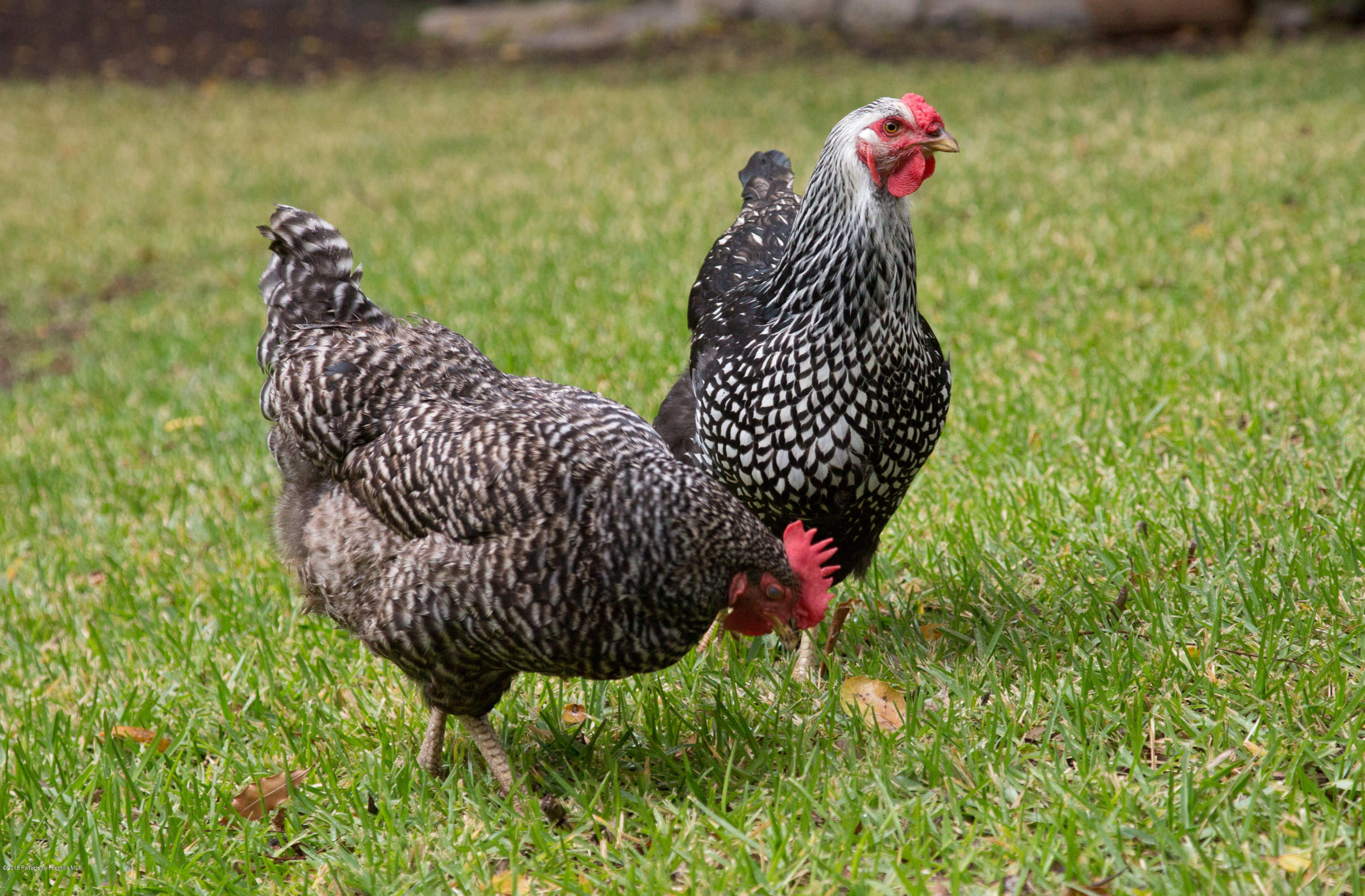 1280 Afton Street Pasadena, CA 91103 - Photo 38 of 39