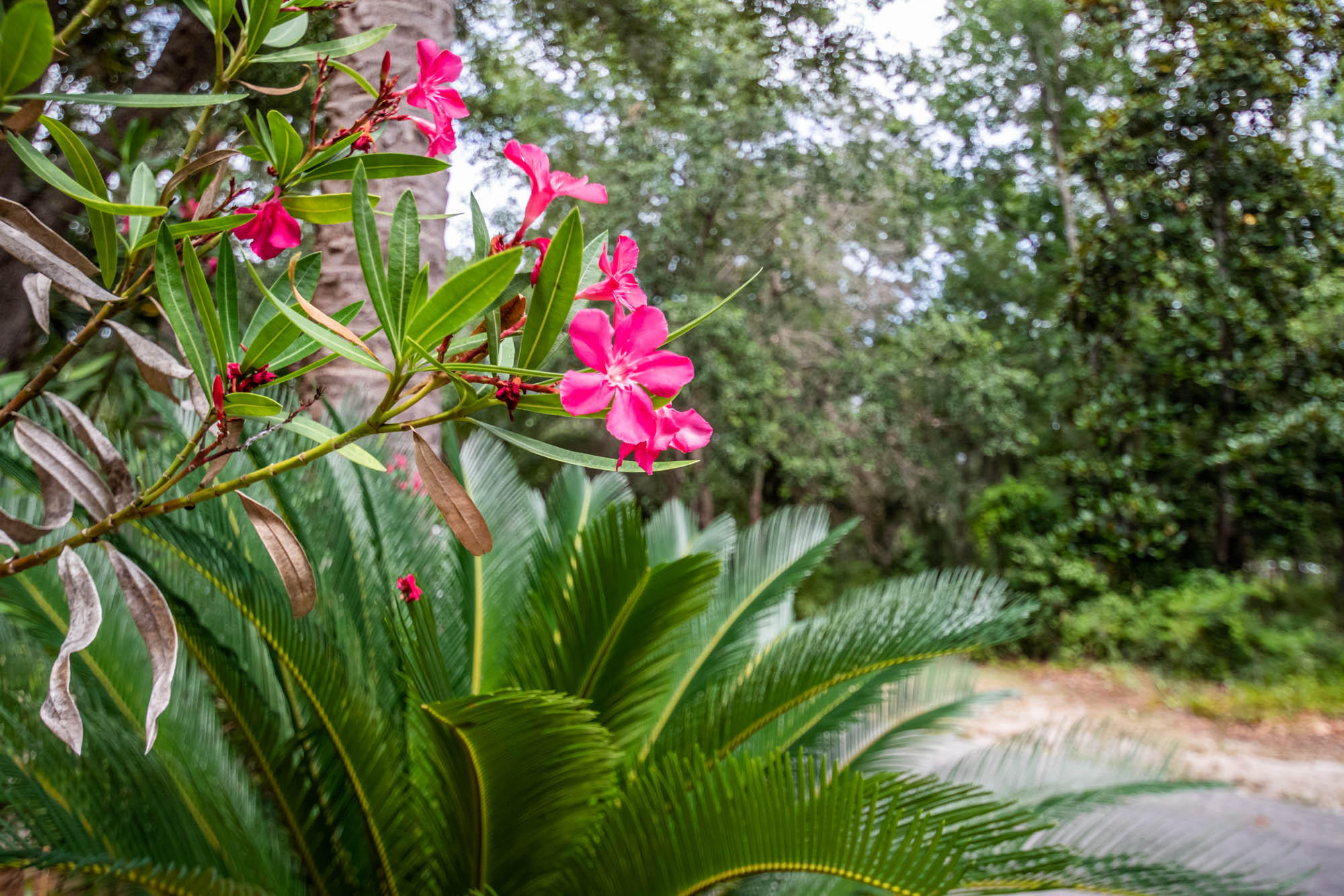 Lot 30 Botany Boulevard Santa Rosa Beach, FL 32459 - Photo 19 of 22 Botany-Bayou-1