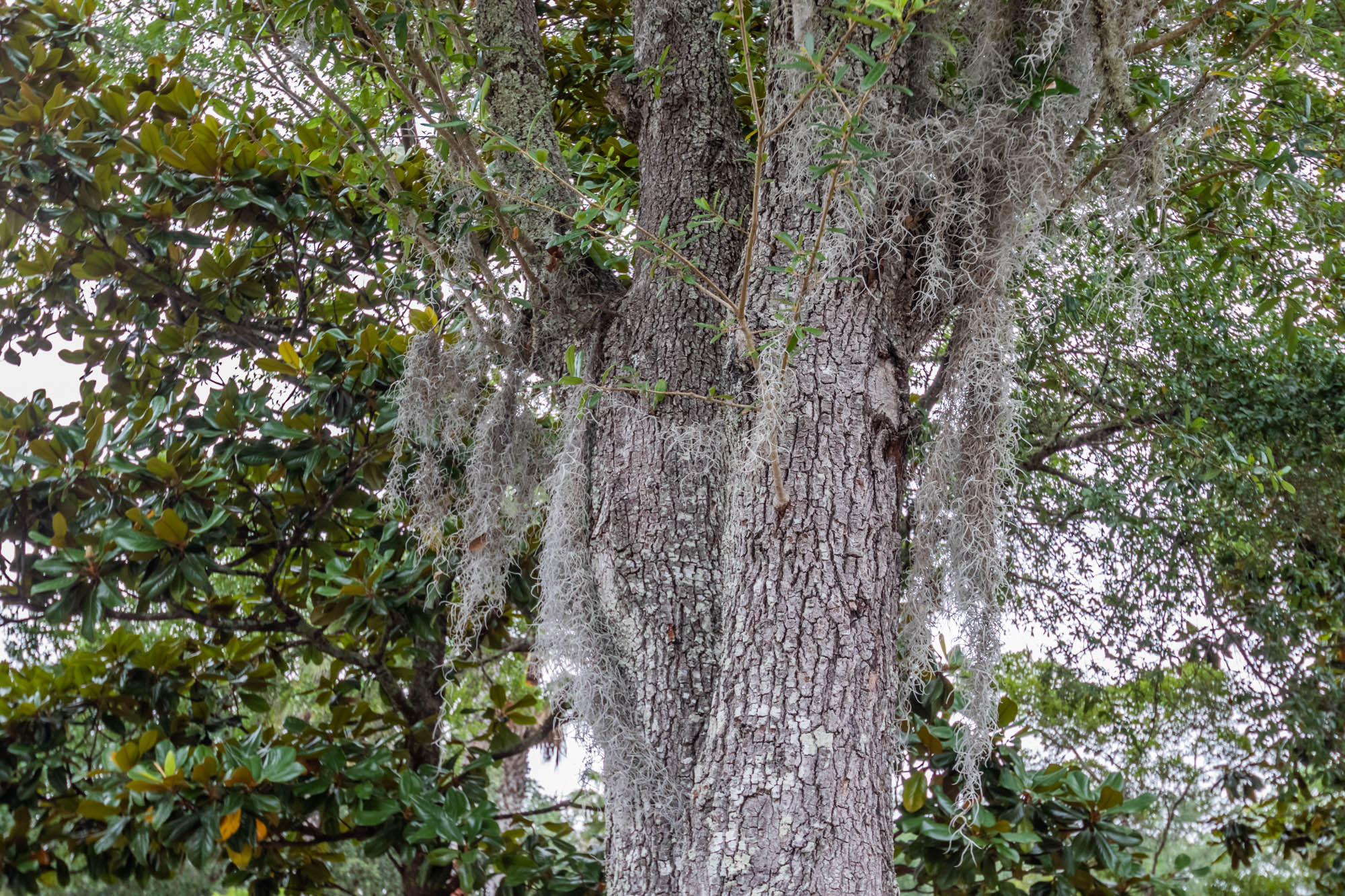 Lot 30 Botany Boulevard Santa Rosa Beach, FL 32459 - Photo 10 of 22 Botany-Bayou-22