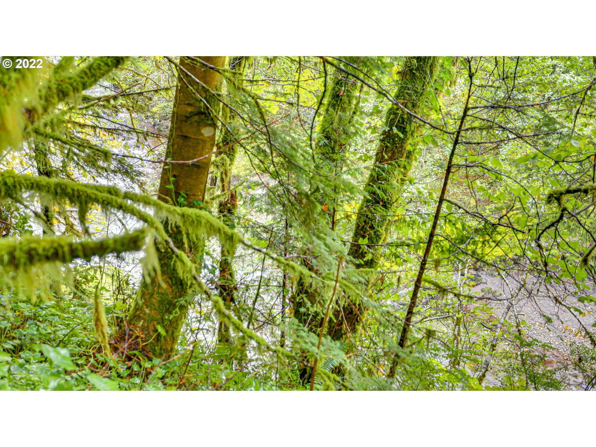26097 East Henry Creek Road Rhododendron, OR 97049 - Photo 10 of 32 Gallery Image 10