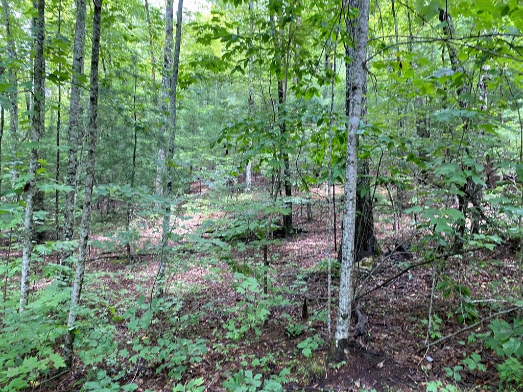 24 Fox Hunters Way Sevierville, TN 37876 - Photo 1 of 6