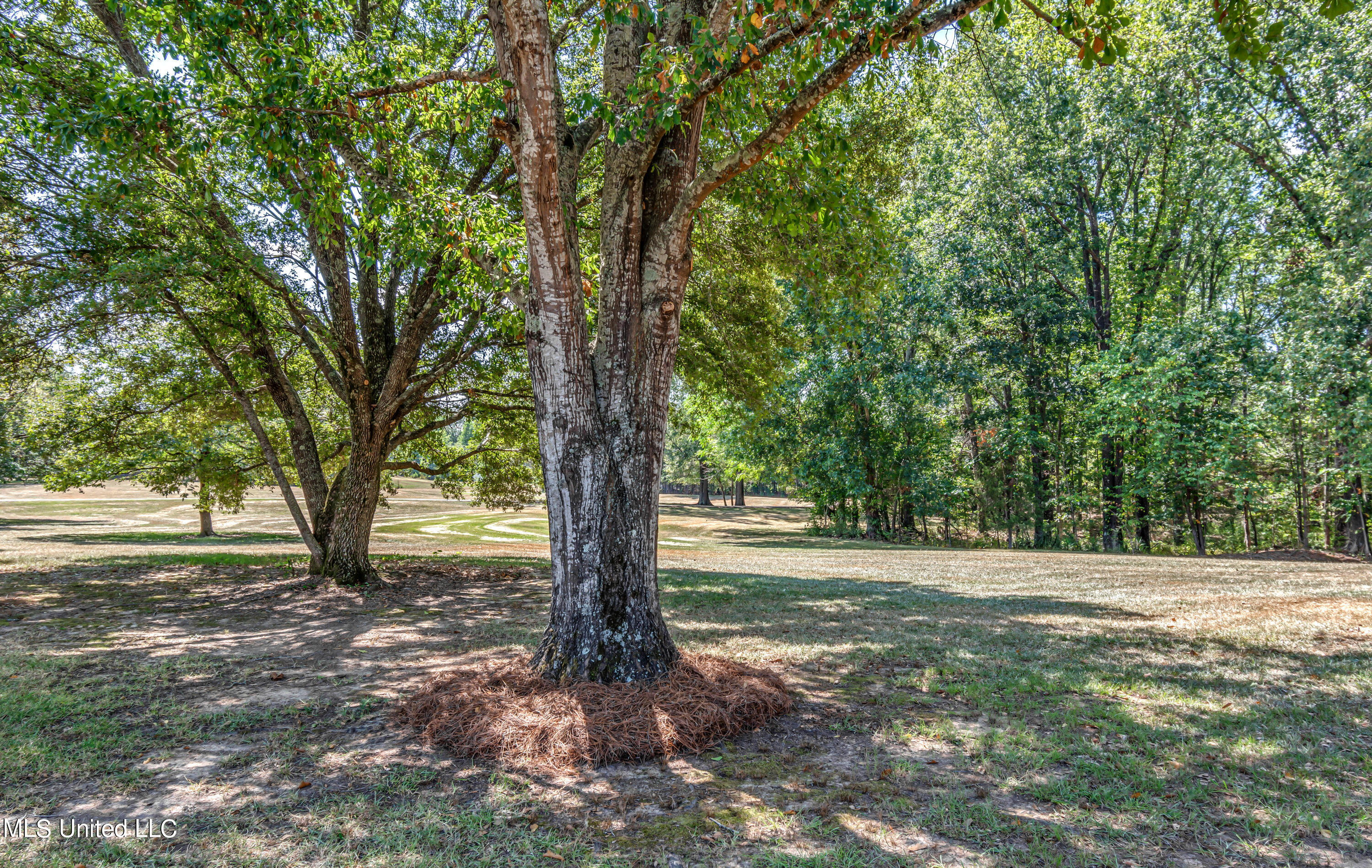 362 Robinson Springs Road Flora, MS 39071 - Photo 7 of 77 362 Robinson Springs Road-1
