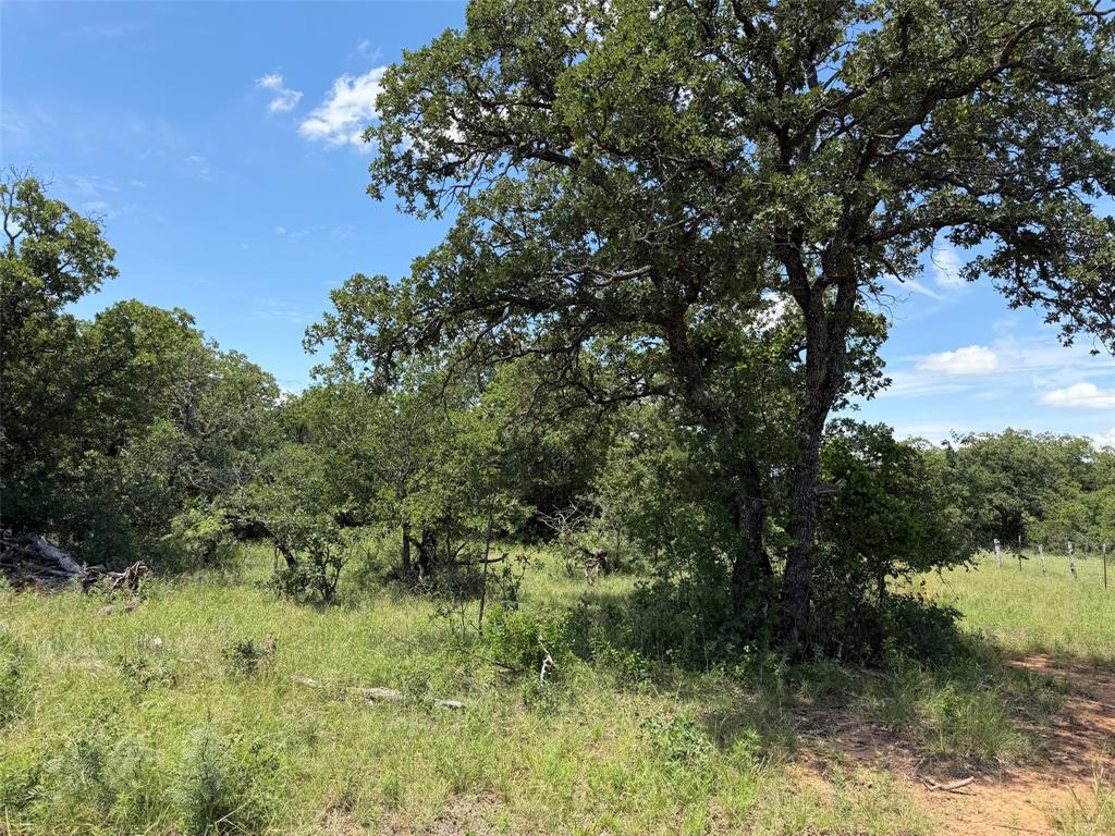 0 Rux Road Olney, TX 76374 - Photo 5 of 12 a view of a lush green forest
