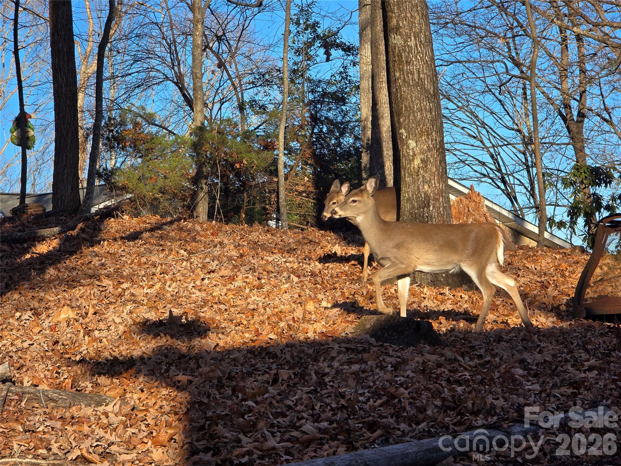 10 Chestnut Ridge Road Mills River, NC 28759 - Photo 42 of 46