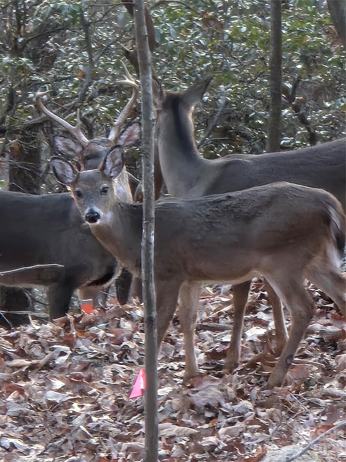 10 Chestnut Ridge Road Mills River, NC 28759 - Photo 43 of 46