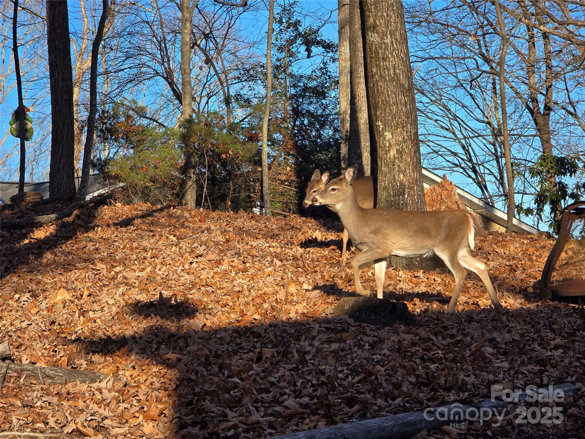 10 Chestnut Ridge Road Mills River, NC 28759 - Photo 45 of 47 a view of a yard with plants