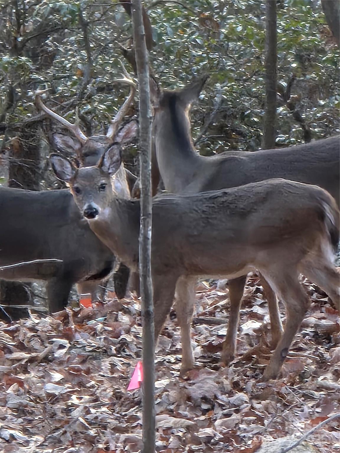 10 Chestnut Ridge Road Mills River, NC 28759 - Photo 46 of 47