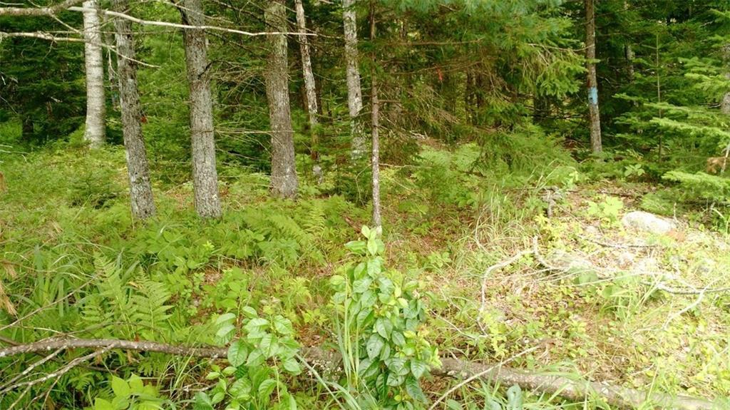 Lot 1 Birch Point Road Cooper, ME 04657 - Photo 5 of 9 Photo