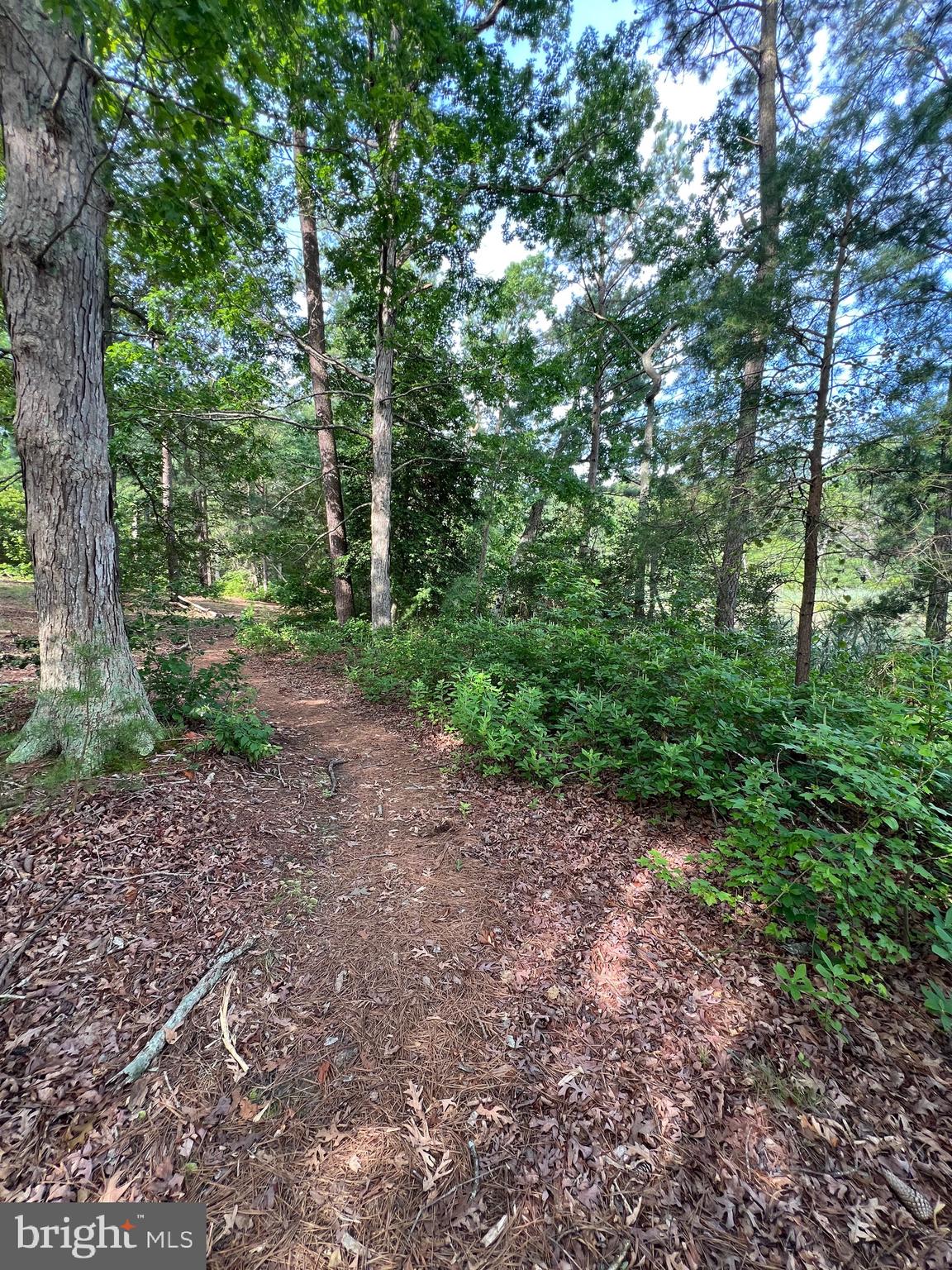 Tbd Lot 184 Tbd Montross, VA 22520 - Photo 48 of 64 a view of a forest with trees