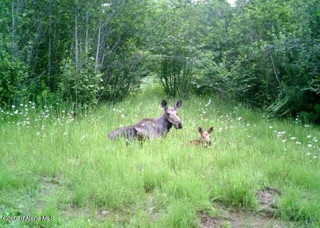 905 Terror Gulch Road Osburn, ID 83849 - Photo 28 of 31 a