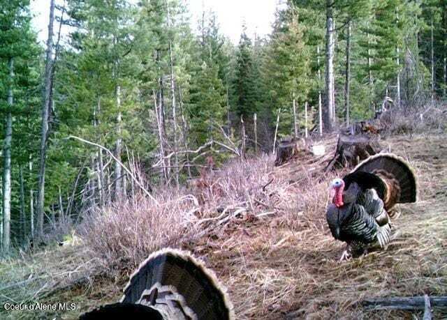 905 Terror Gulch Road Osburn, ID 83849 - Photo 30 of 31 c