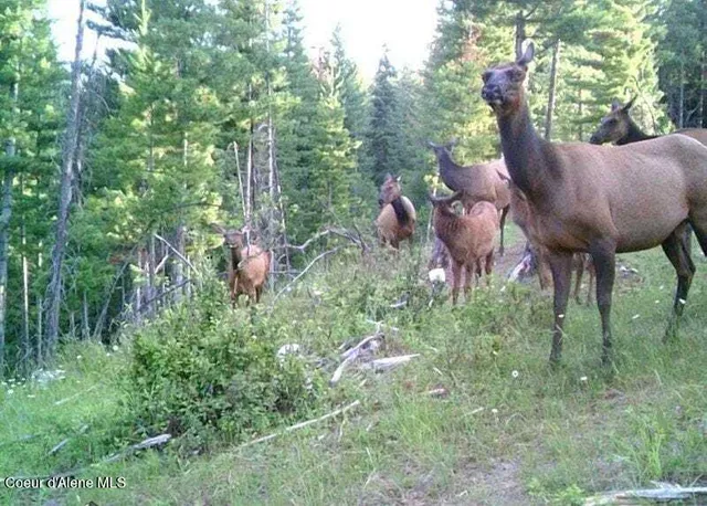 $449,000 | 905 Terror Gulch Road, Osburn, ID 83849