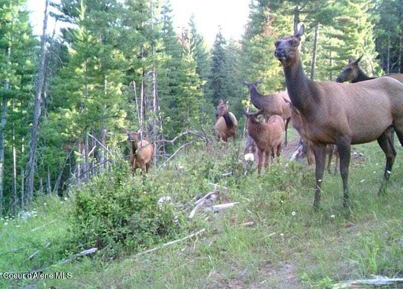 905 Terror Gulch Road Osburn, ID 83849 - Photo 31 of 31 d