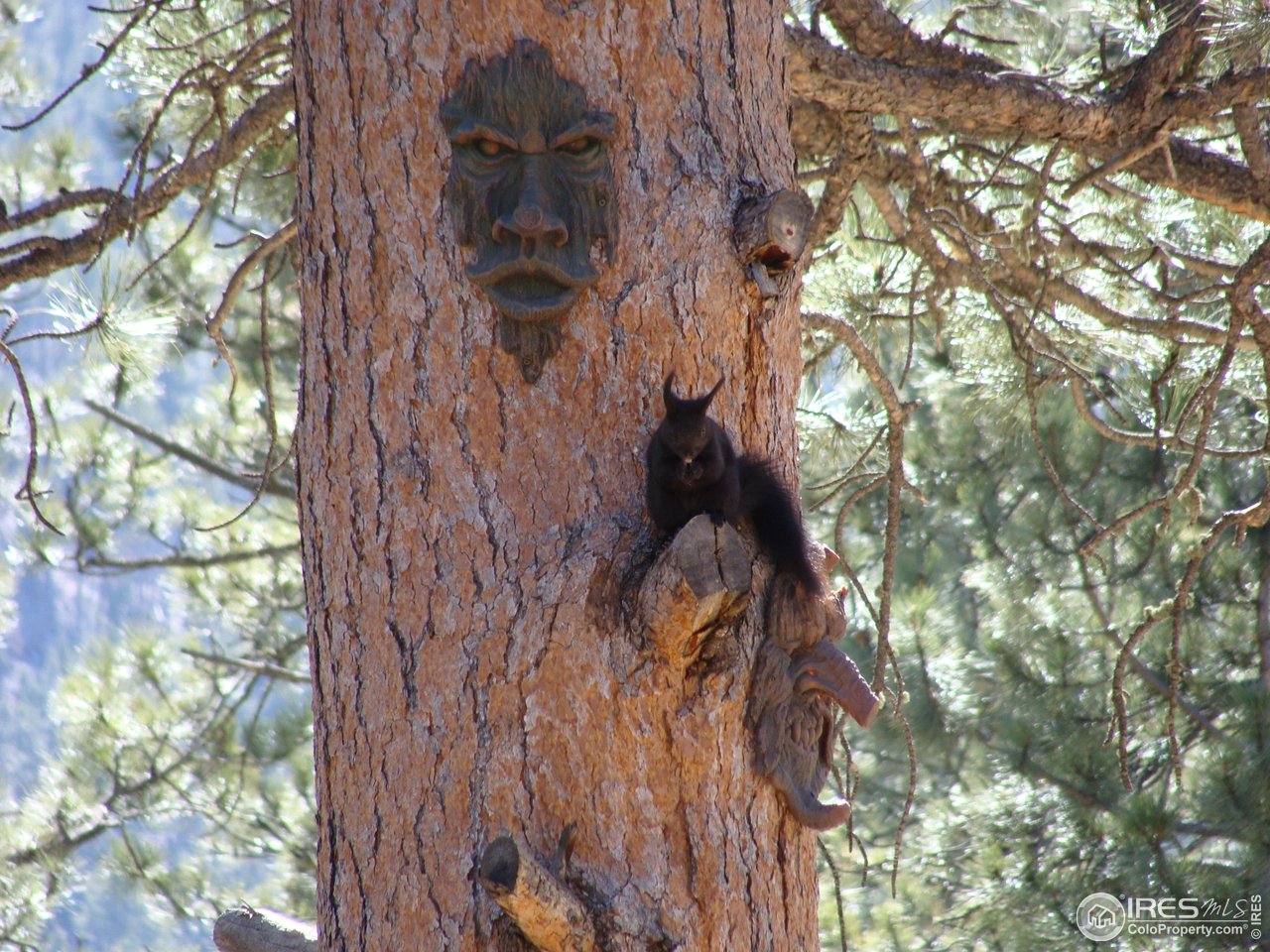 147 Cedar Drive Lyons, CO 80540 - Photo 31 of 37 Your "nosey neighbor."