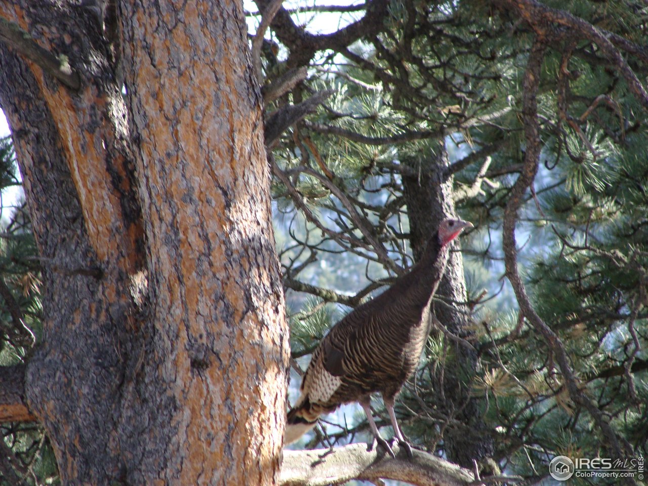 147 Cedar Drive Lyons, CO 80540 - Photo 32 of 37 City livin' is "for the birds!"
