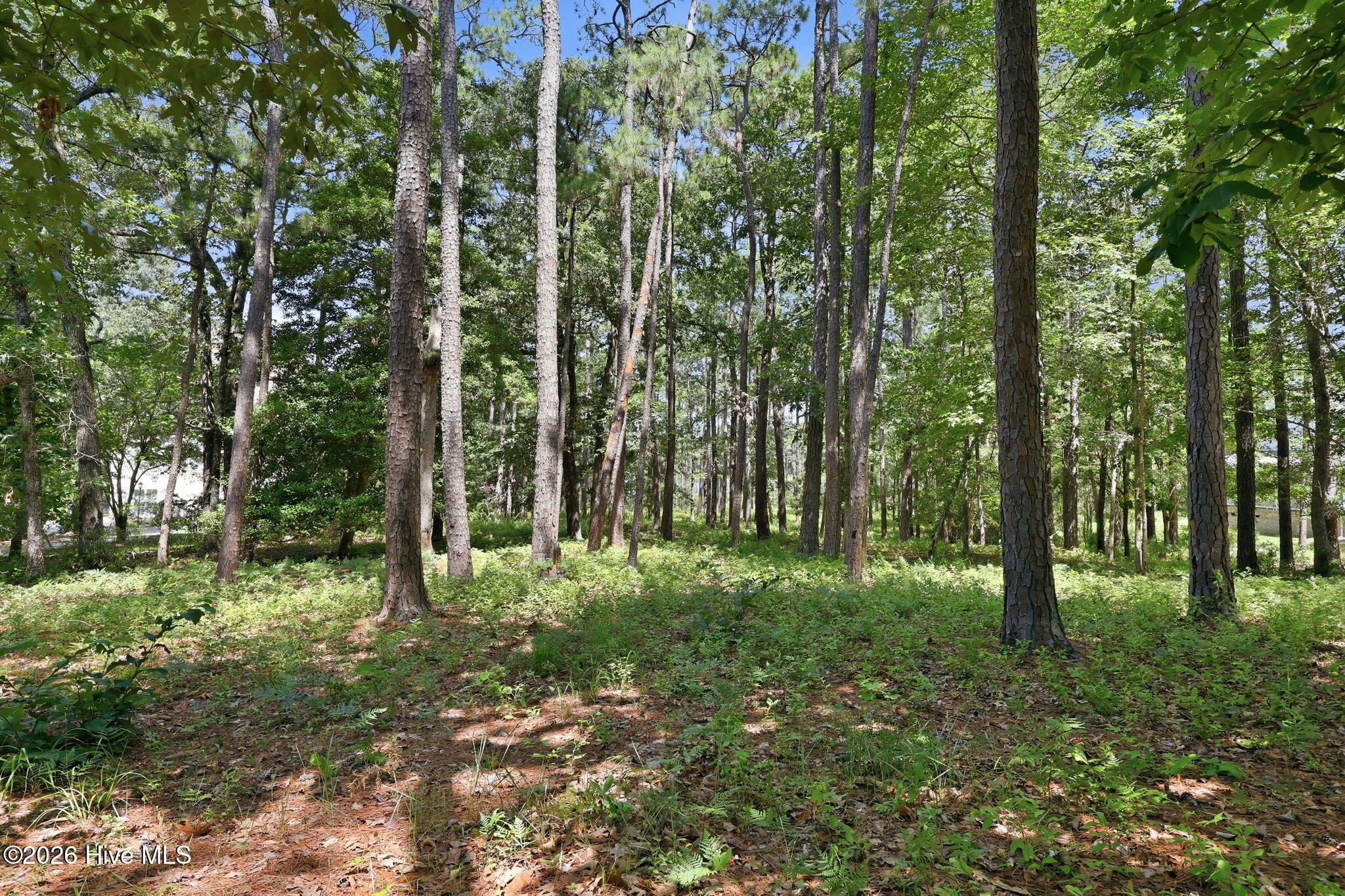 123 White Swan Way Road Swansboro, NC 28584 - Photo 9 of 17 Looking Towards the Water