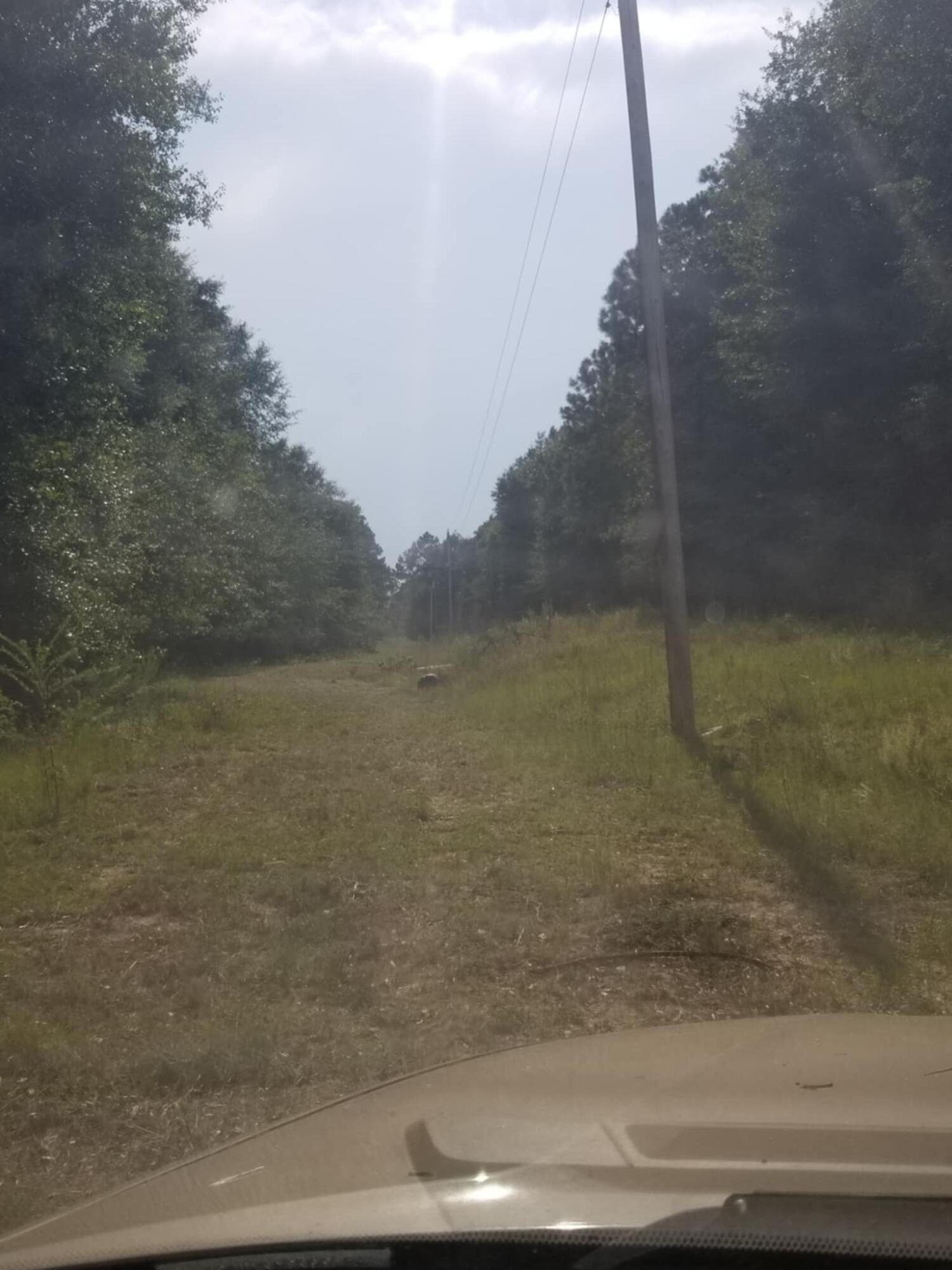 0 River Road Waynesboro, GA 30830 - Photo 4 of 15 diveway to property