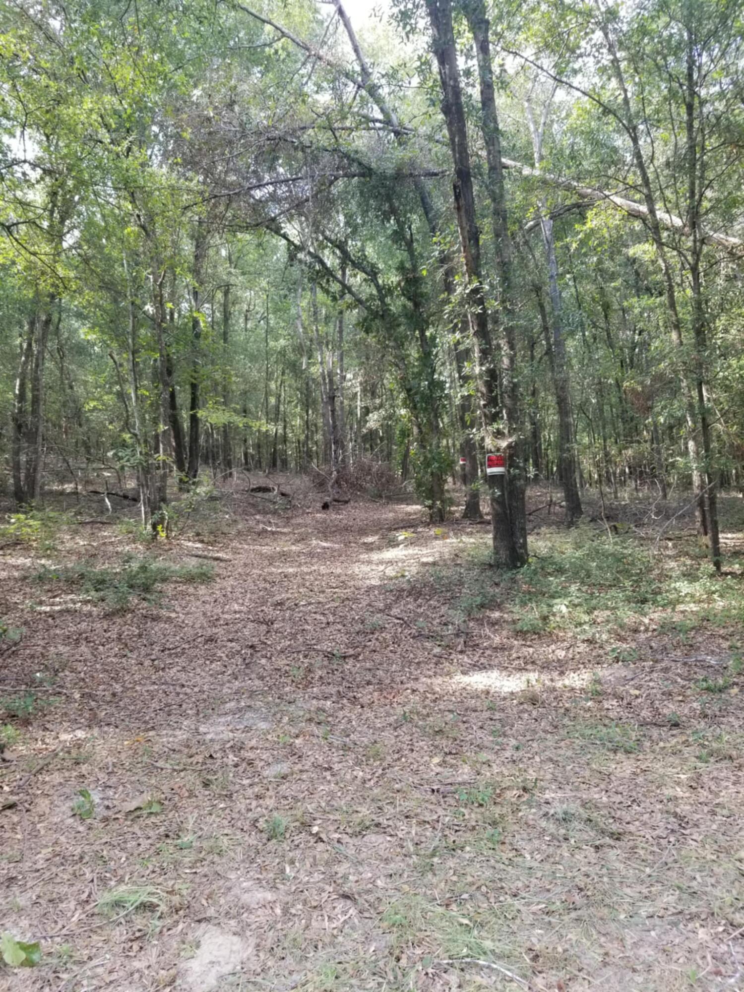 0 River Road Waynesboro, GA 30830 - Photo 5 of 15 land and clearing