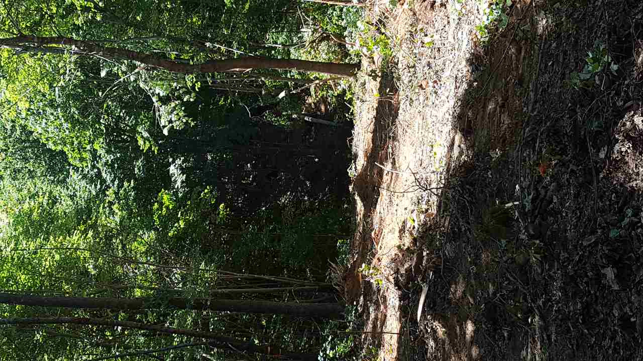 2607 Wade Avenue Raleigh, NC 27607 - Photo 3 of 3 Photo 3