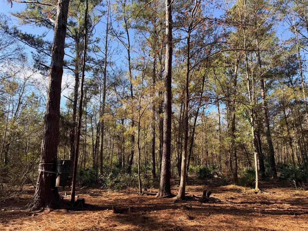 Off Northwest 10th Street Chiefland, FL 32626 - Photo 3 of 19