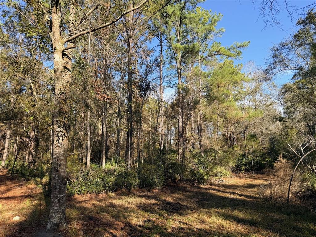 Off Northwest 10th Street Chiefland, FL 32626 - Photo 5 of 19