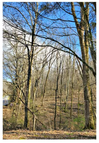 a view of a yard with large trees
