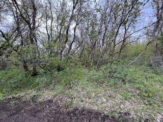 144 West Bear Tooth Ridge Coalville, UT 84017 - Photo 12 of 19 Wooded lot with abundant natural growth and established trees