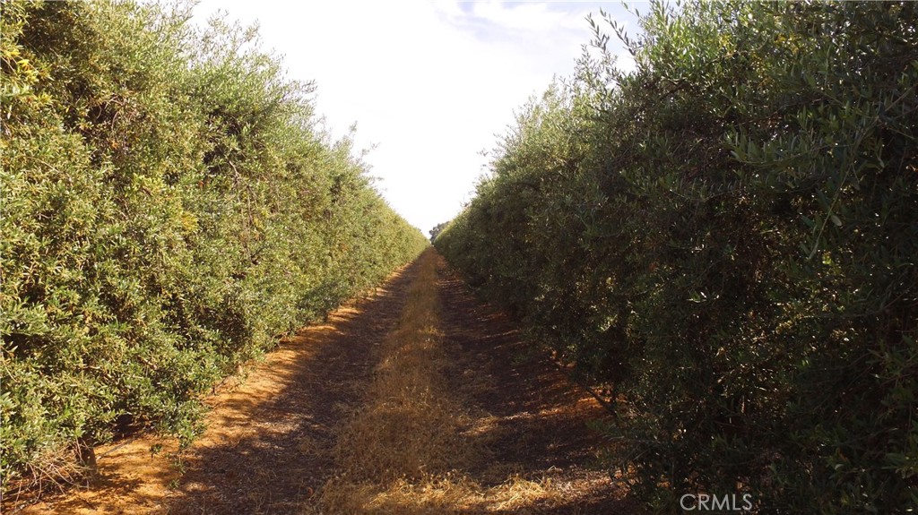 0 Cottonwood Road Oroville, CA 95965 - Photo 4 of 10 a view of a forest with trees
