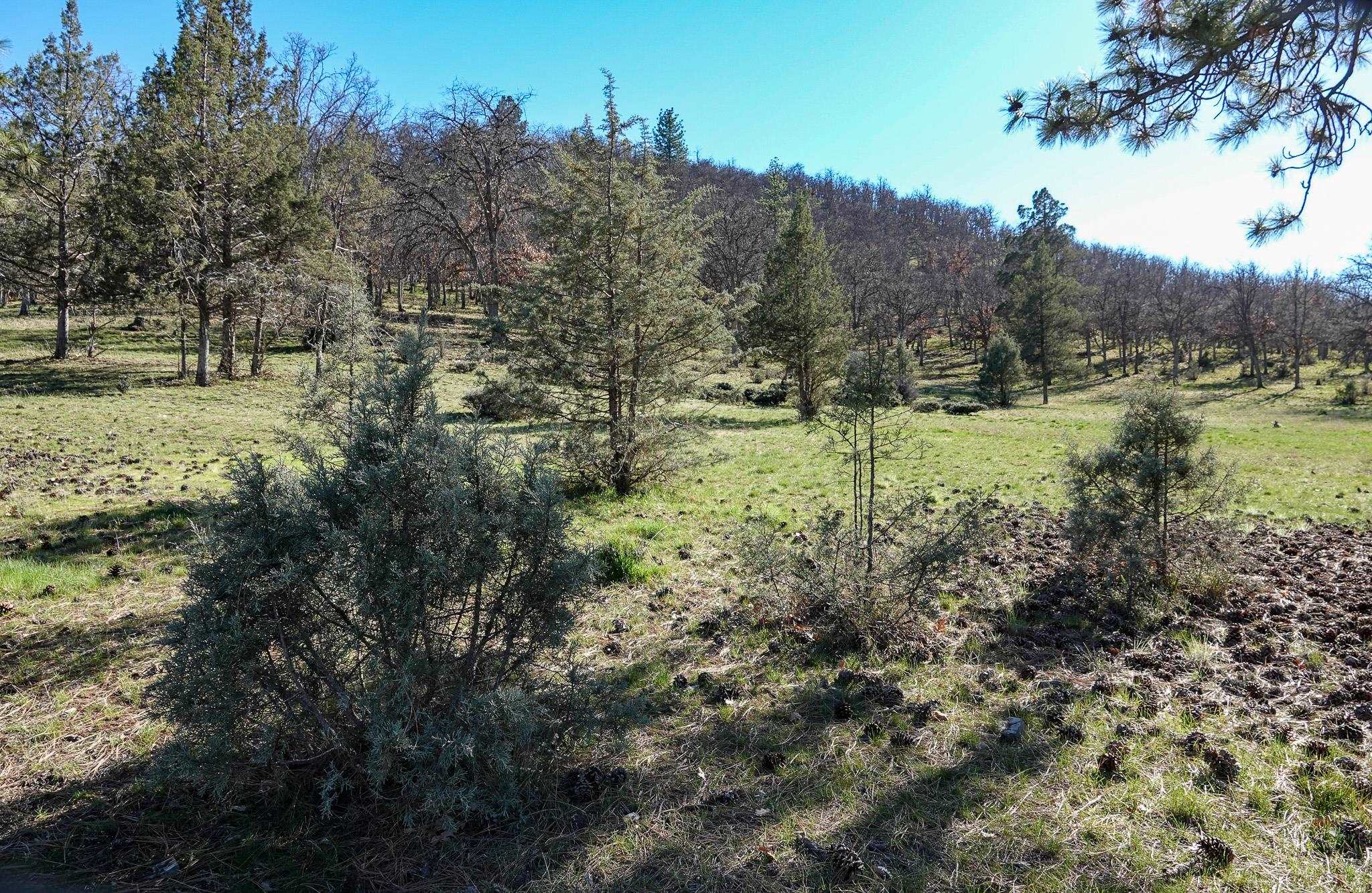 0 Scarface Road Fort Jones, CA 96032 - Photo 14 of 35 Gallery Image 14