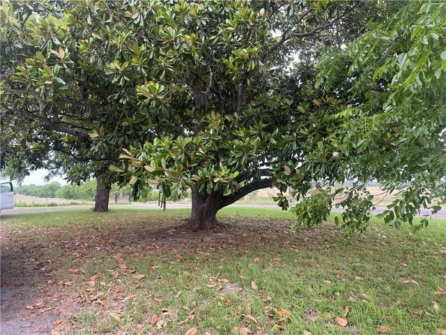 a view of a tree in the middle of a yard