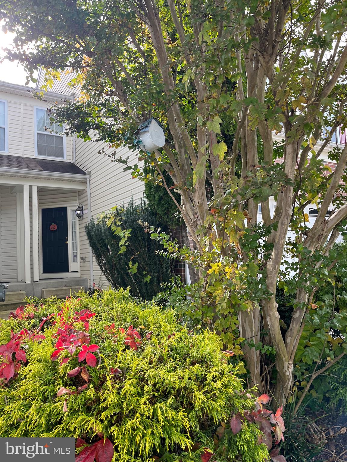 4817 Atlas Cedar Way Aberdeen, MD 21001 - Photo 5 of 21 a flower plants in front of flowers