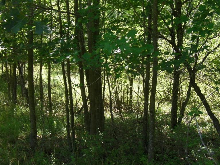 9457 North Stephens Road Free Soil, MI 49411 - Photo 7 of 19 Additional Photo