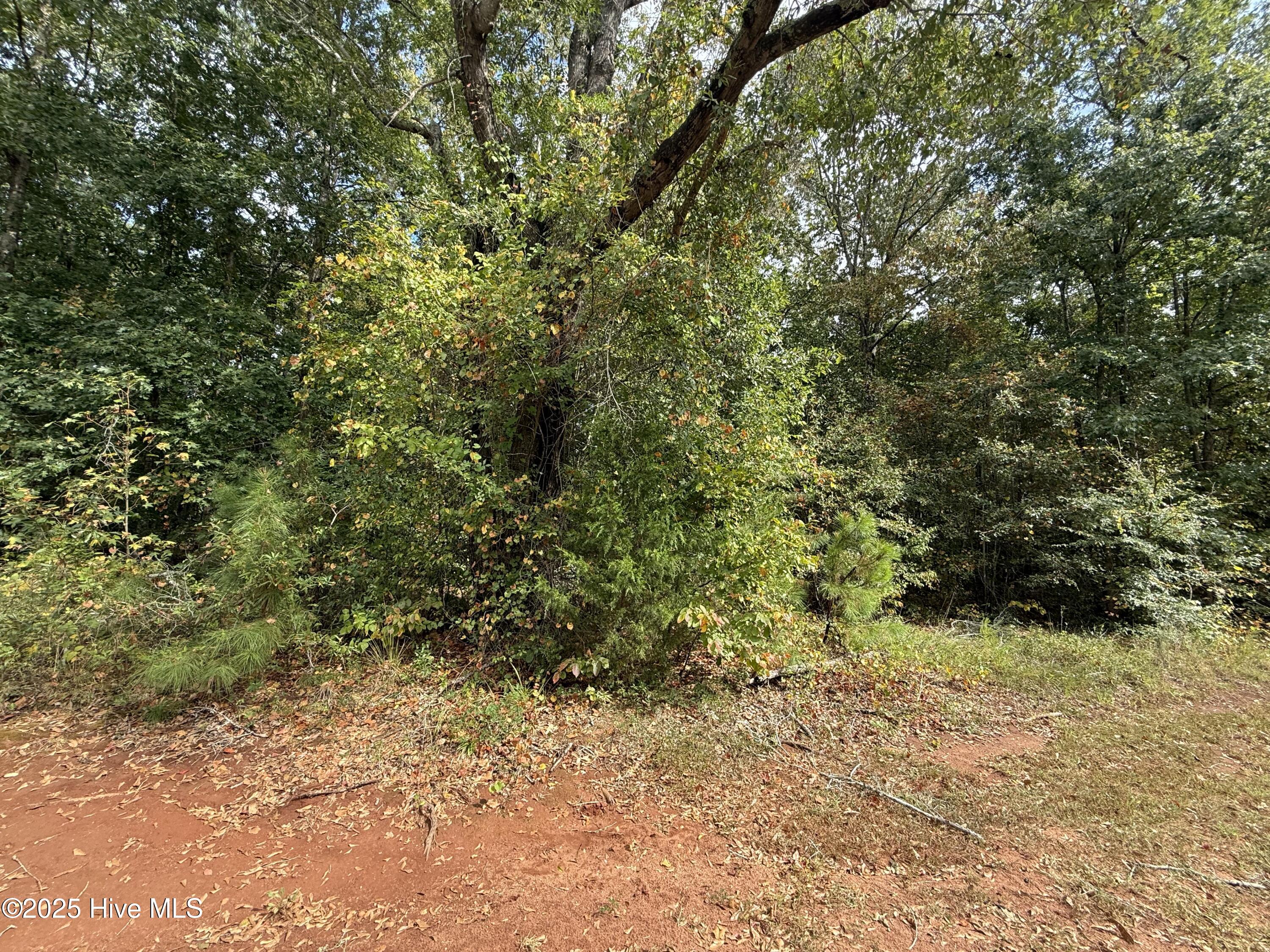 345 North State Lane Rockingham, NC 28379 - Photo 4 of 12 more wooded lot