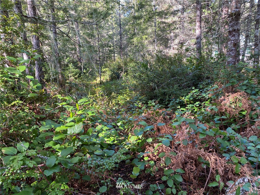 371 Northeast Dewatto Road Tahuya, WA 98588 - Photo 11 of 20