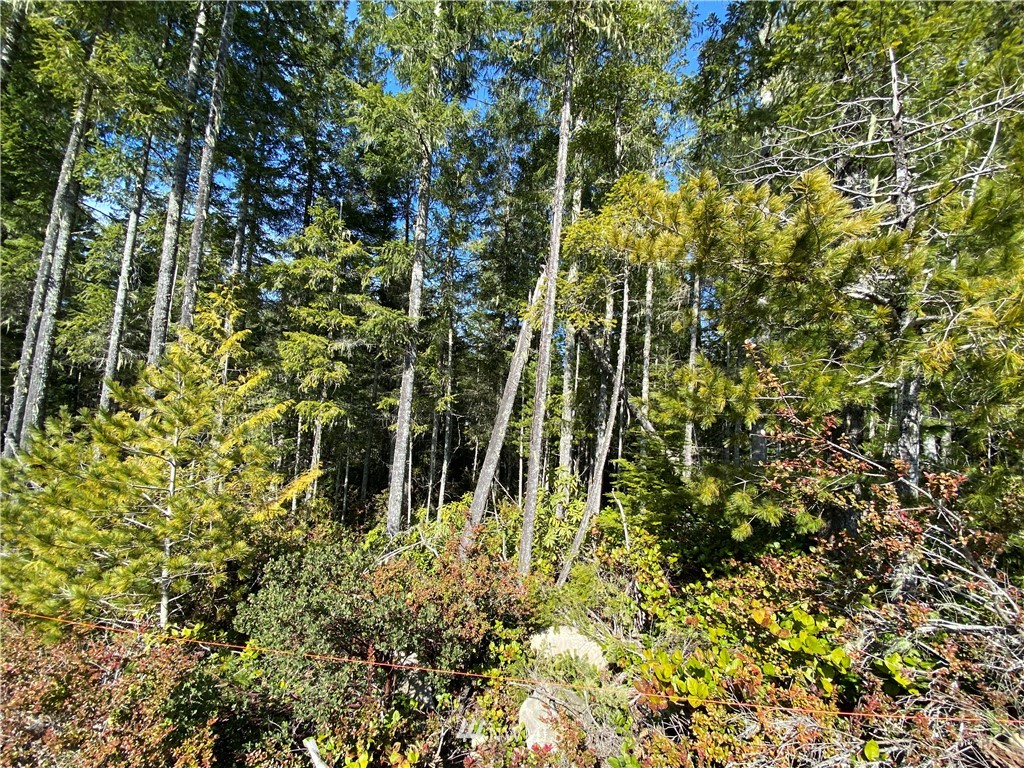 371 Northeast Dewatto Road Tahuya, WA 98588 - Photo 10 of 20