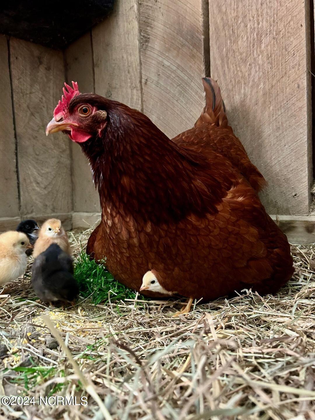 2547 Doc Loftin Road Ayden, NC 28513 - Photo 58 of 65 Doc chickens