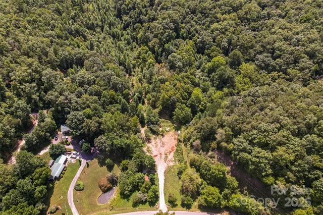 a view of a yard with plants and large trees
